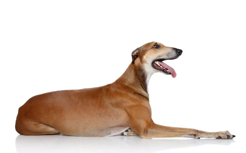 Italian Greyhound photographed against a white background