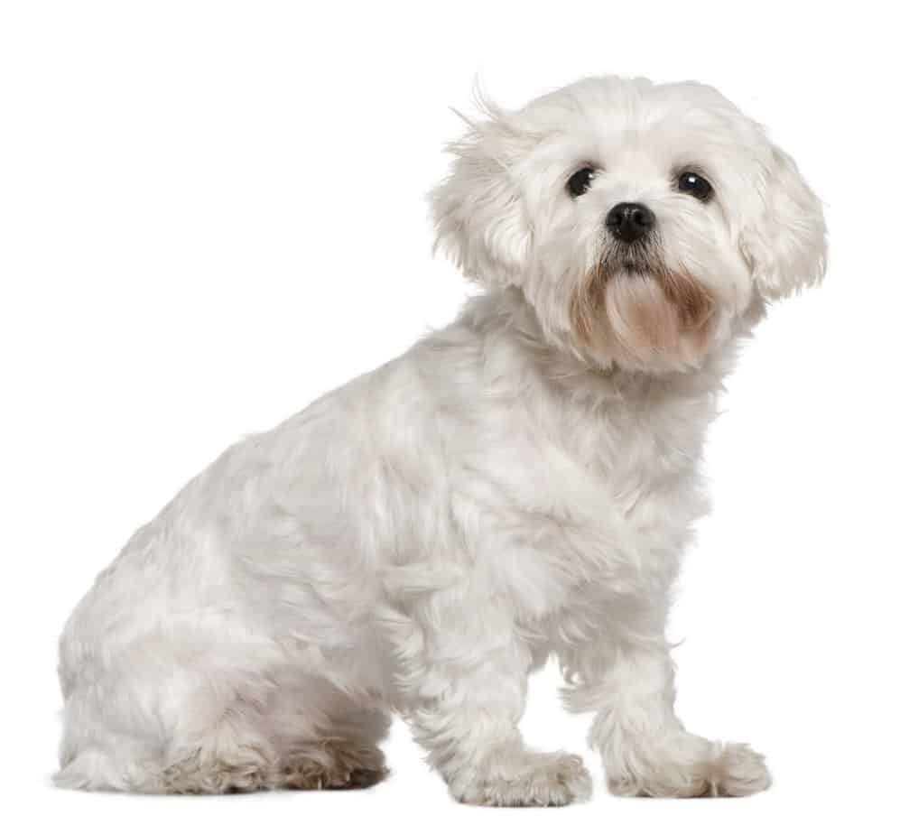13 Amazingly Unique Italian Dog Breeds (FAMOUS ITALIAN DOGS) 24 Italian Maltese sitting in front of white background