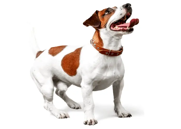 65 British Dog Breeds 25 Jack Russell Terrier photographed on a white background
