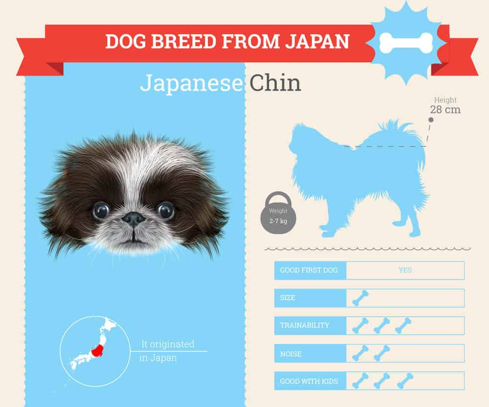 13 Japanese Dog Breeds List (POPULAR Dogs In Japan) 40 Japanese Chin dog Infographic