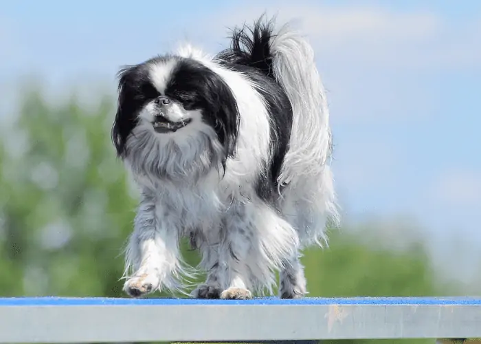 <keywordmarkbg>Japanese Chin</keywordmarkbg> dog at a Dog Agility Trial
