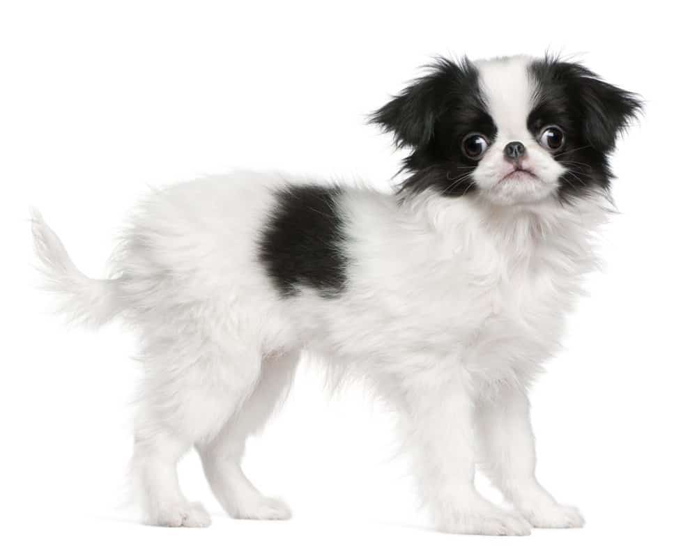 The 13 Japanese Dog Breeds ( Popular Dogs from Japan) 4 Japanese Chin standing on white background