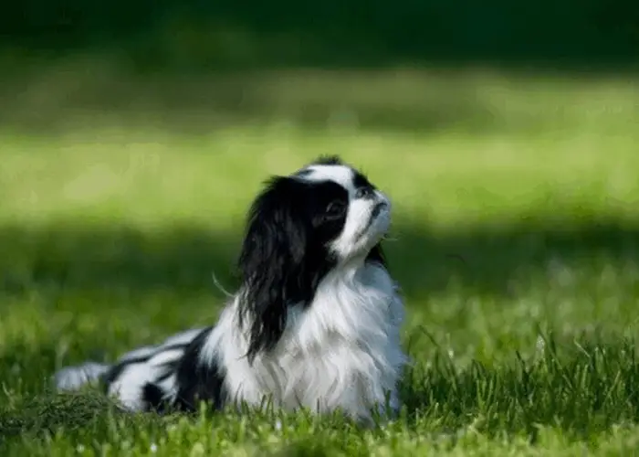 25 Dogs That Look Like Pugs 5 Japanese chin dog sitting on the lawn