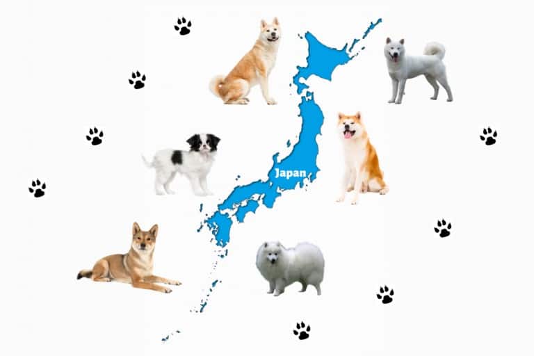 The 13 Japanese Dog Breeds ( Popular Dogs from Japan)