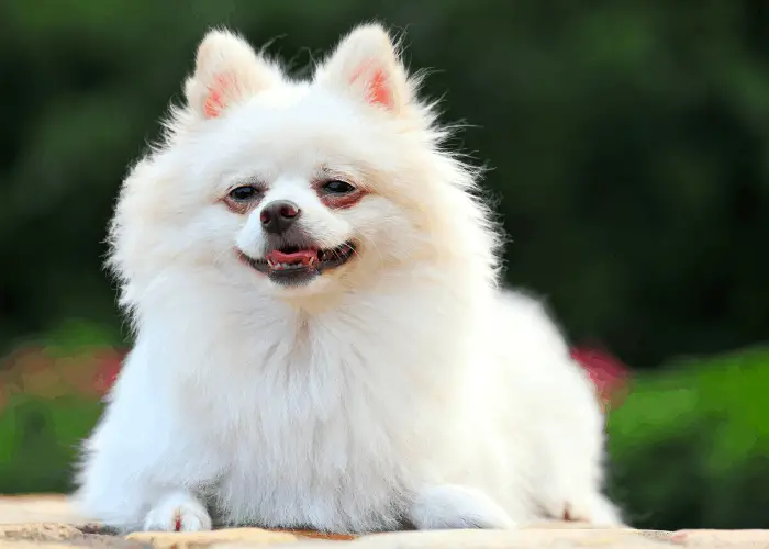 19 Popular Non-Sporting Dog Breeds List 19 Japanese spitz close up