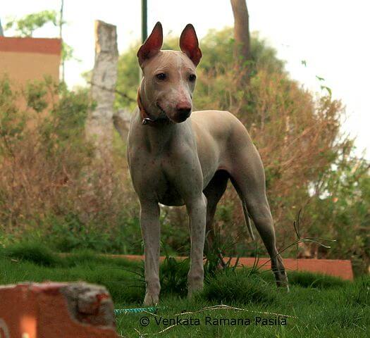 19 Exotic Indian Dog Breeds (Forgotten Native Dogs Of India) 18 Jonangi dog breed in the garden