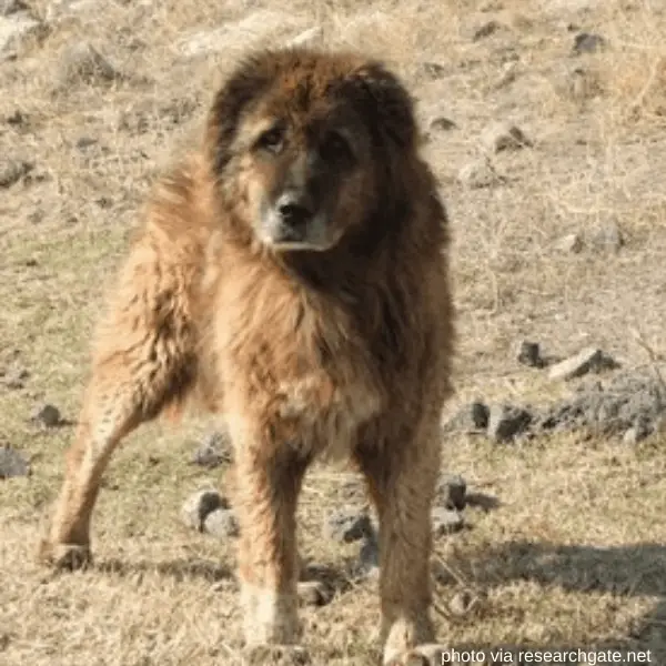 Koyun dog in the dried field