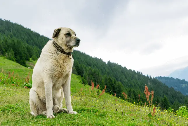 7 Turkish Dog Breeds- The Worldâs BEST Shepherd Dogs 4 Kangal Sheperd dog on a grassy hill