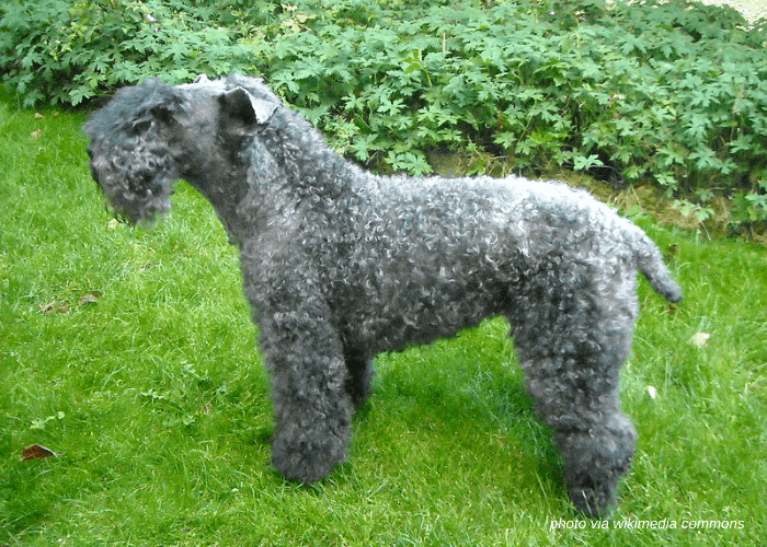 65 British Dog Breeds 58 Kerry Blue Terrier dog standing on the lawn side view