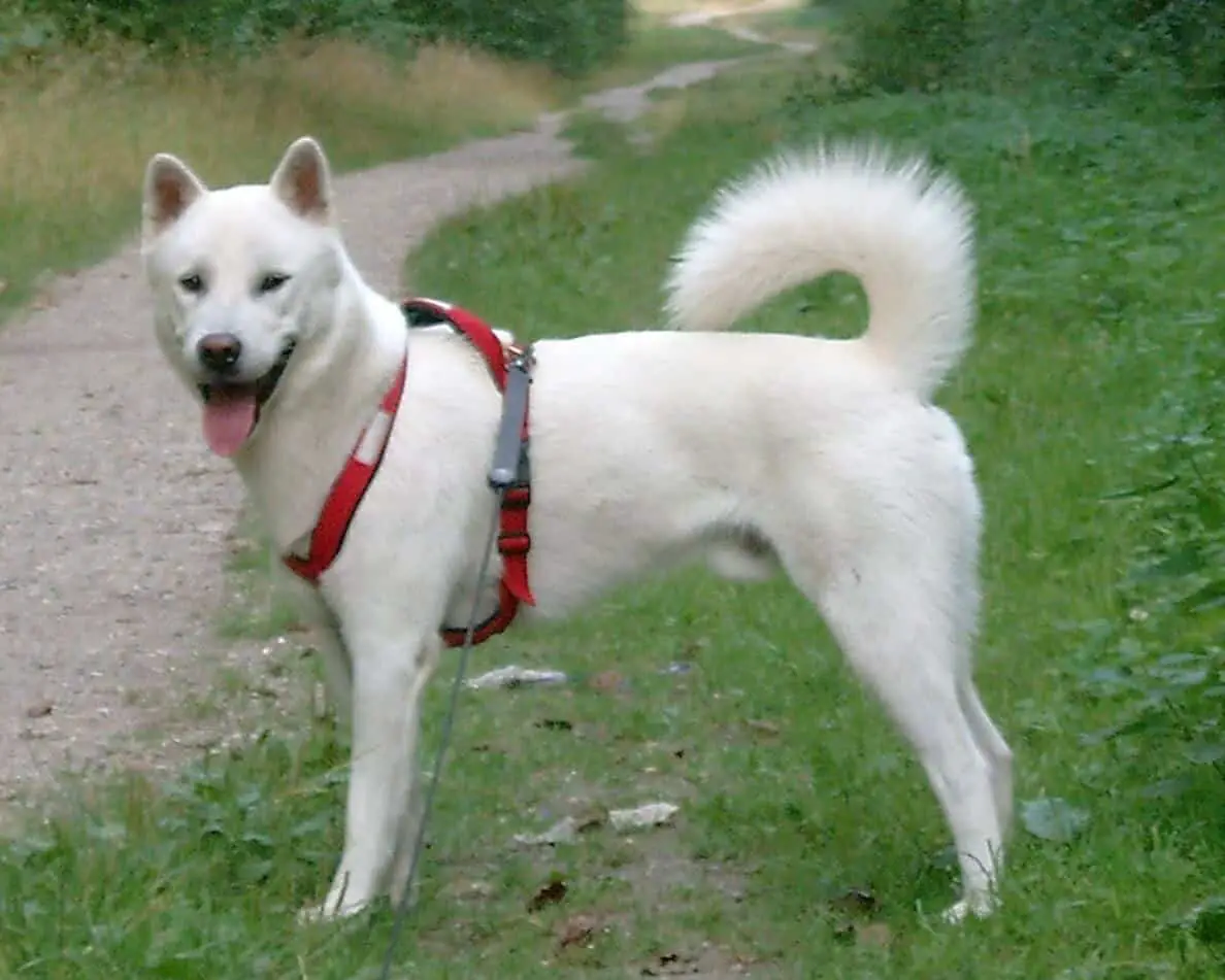Kishu dog breed standing on the grass by the road