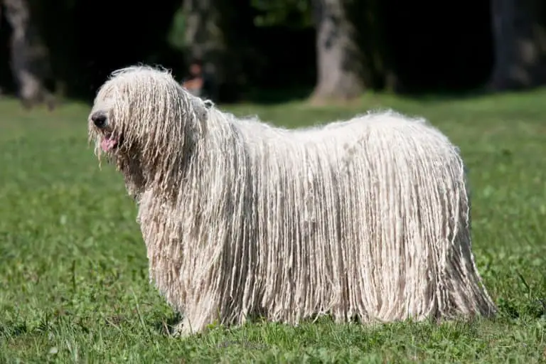 6 Unique Dogs That Look Like a Mop (Dog With Dreadlocks)