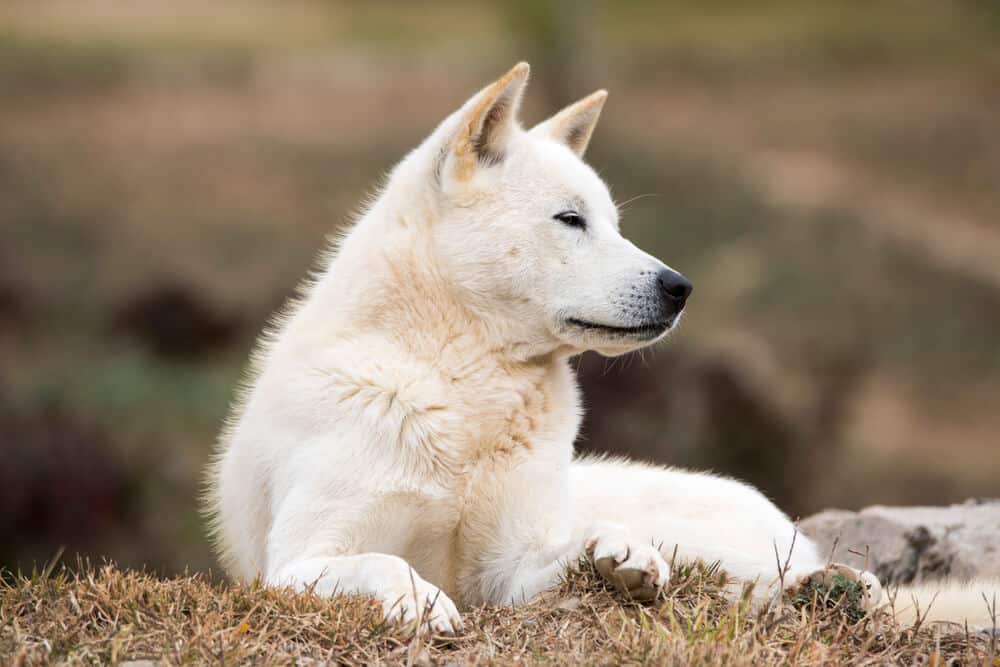  Chien Jindo coréen couché sur le sol 