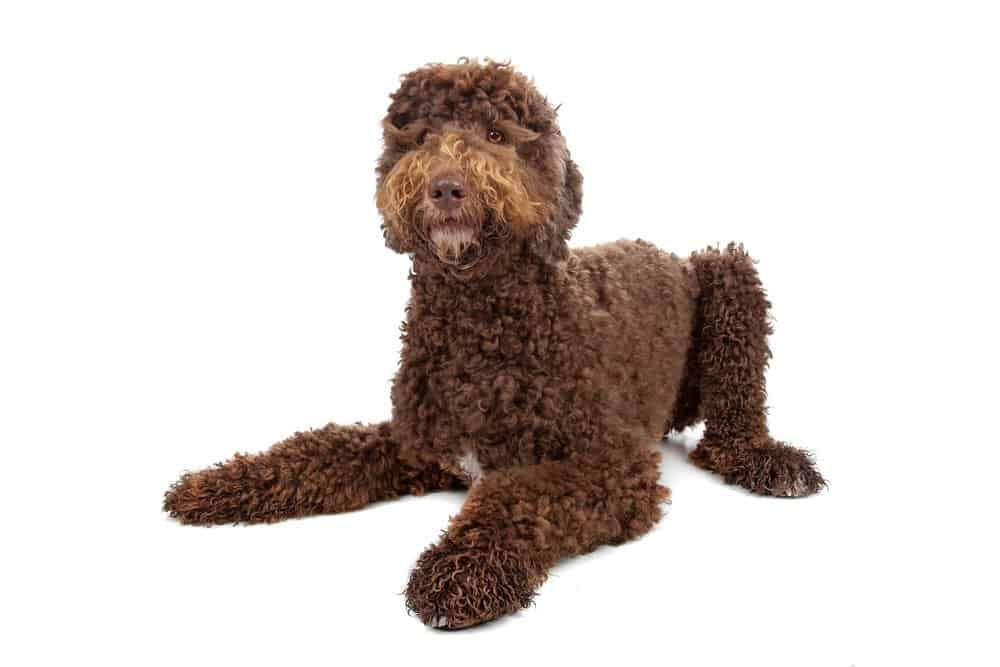 19 Dog Breeds That Are GOOD With Cats 19 Labradoodle photographed on white background
