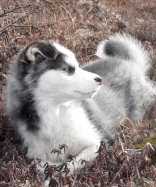 7 Famous Canadian Dog Breeds List | Dog Breeds FAQ 11 Labrador Husky puppy lying on dried grass