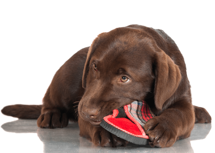 Labrador chewing a slipper