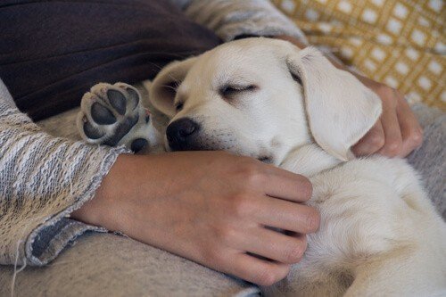 What’s the Difference Between a Labrador and a Golden Retriever? 4 Labrador dog being cuddled by owner