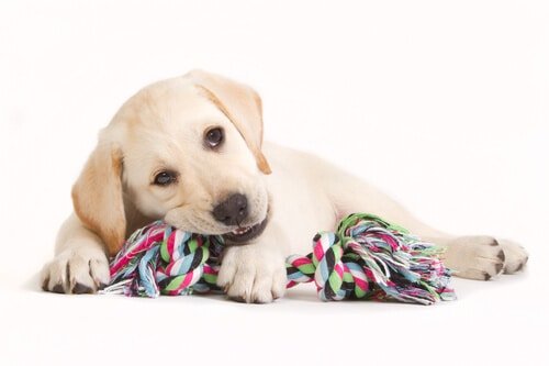 Are Labradors Good Apartment Dogs? 3 Labrador puppy biting a colored dog toy