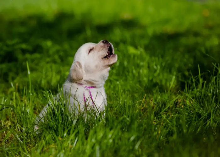 Labrador puppy howling