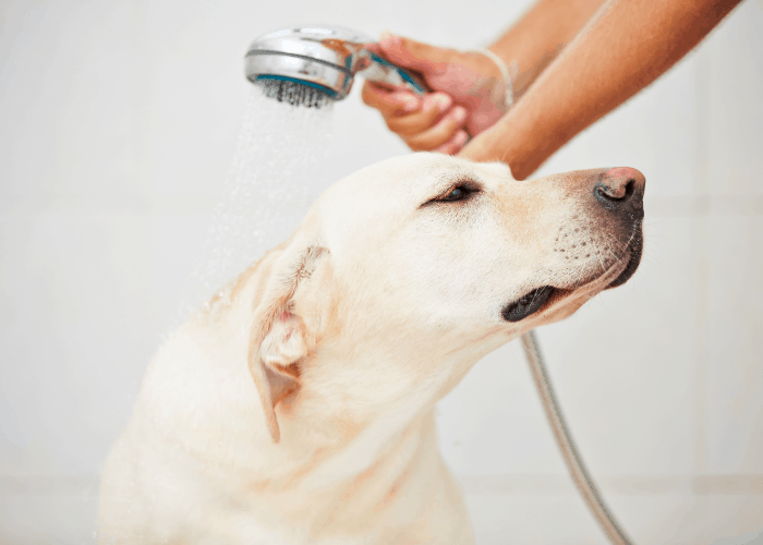 Labrador taking a bath using a shower head