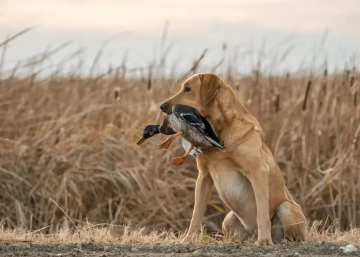 Labrador Retriever 2 Labrador with a duck in its mouth
