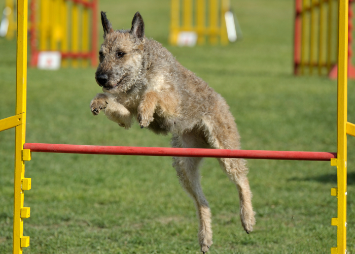 21 Dogs That Look Like German Shepherds: The K9 Doppelgängers 22 Laekenois agility training