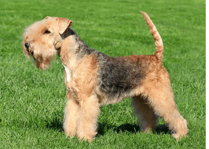 65 British Dog Breeds 27 Lakeland Terrier standing on the lawn