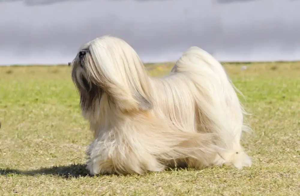 small tibetan dog breed