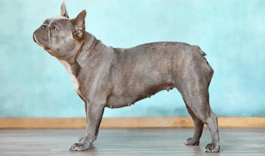 Lilac Brindle french bulldog standing side view