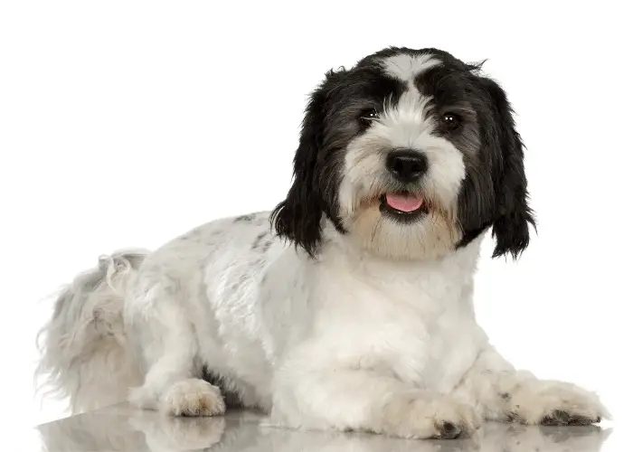Lowchen puppy on white background