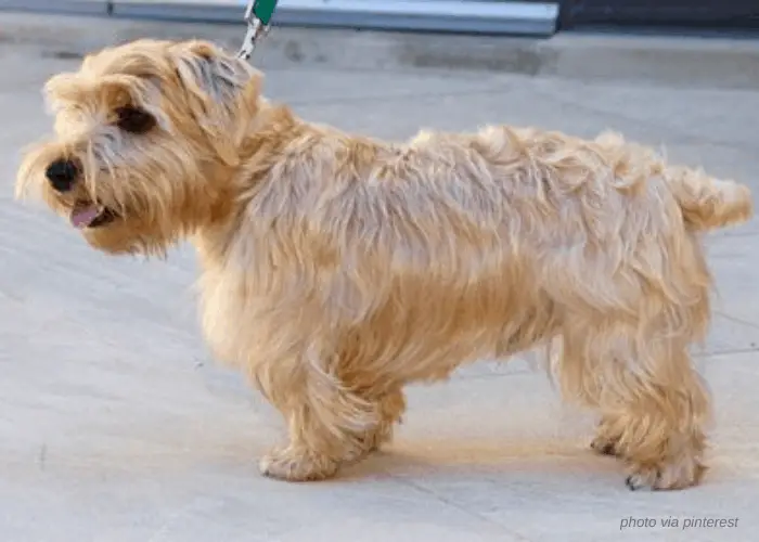 65 British Dog Breeds 29 Lucas Terrier standing on the floor