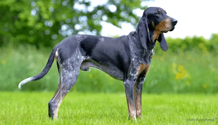 11 Switzerland Dog Breeds 9 Lucerne Hound at the park looking to its left side