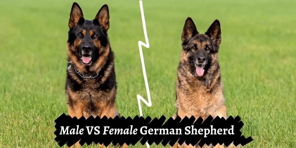 Male versus Female German Shepherd