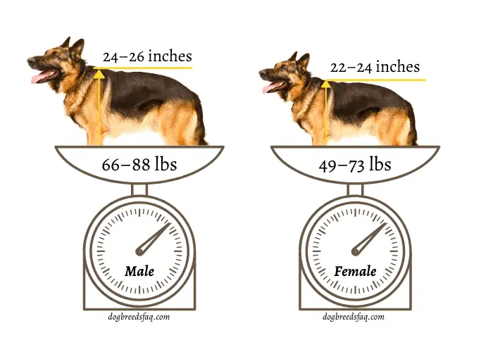 Male vs female german shepherd height and weight comparison