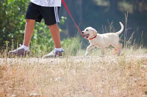 Are Labradors Good Apartment Dogs? 4 Man taking labrador for a walk