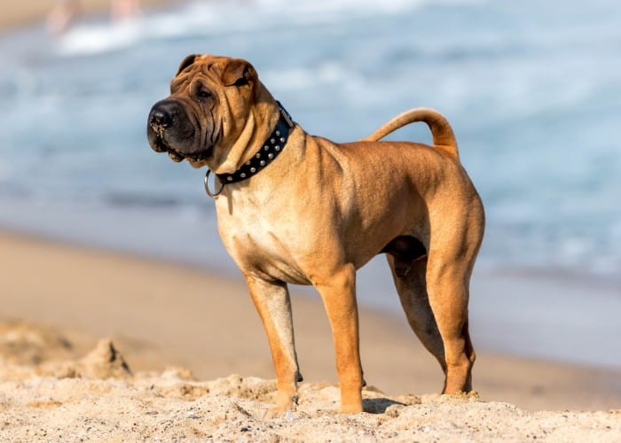 Meat Mouth horse coat shar-Pei in the beach