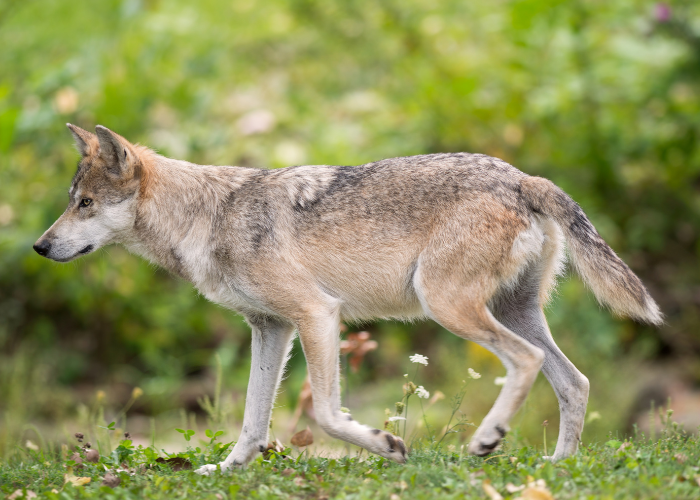 Mexican gray wolf