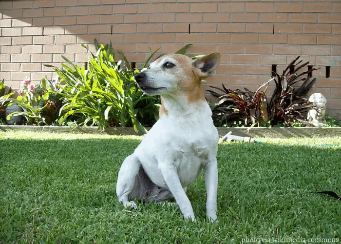 Miniature Fox Terrier sitting on the lawn