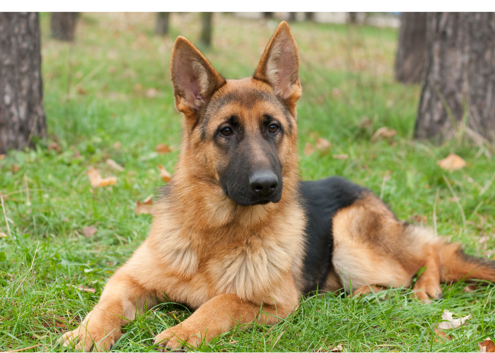 21 Dogs That Look Like German Shepherds: The K9 Doppelgängers 24 Miniature German Shepherd in the forest