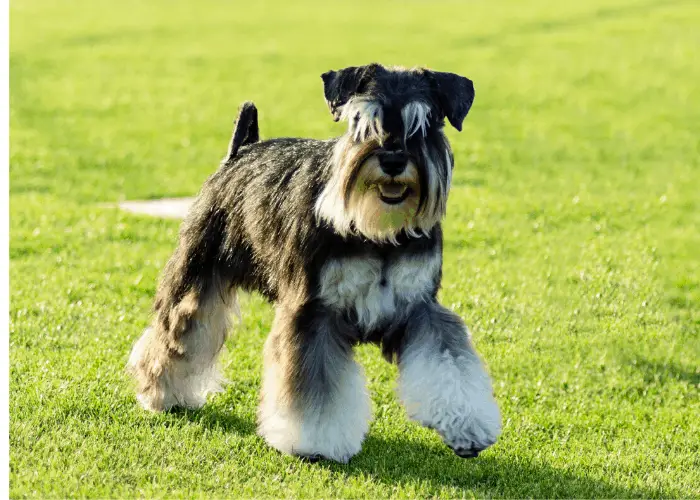 Smartest Small Dog Breeds