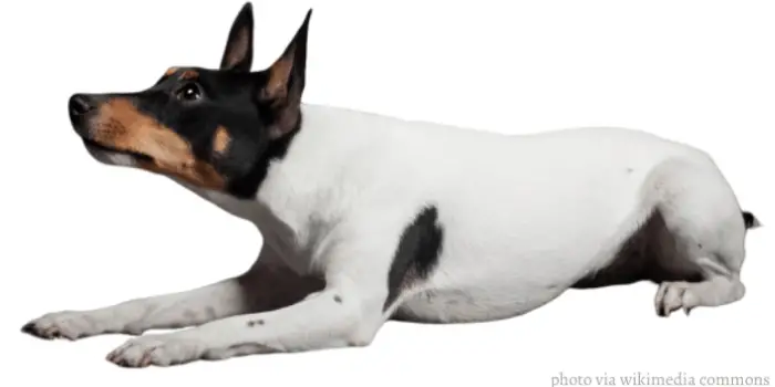 13 Popular Native Australian Dog Breeds List 24 Miniature fox terrier dog lying lying on a white background