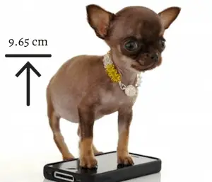 Zorba Dog - Breaking World Records 4 Miracle Milly, the smallest dog
