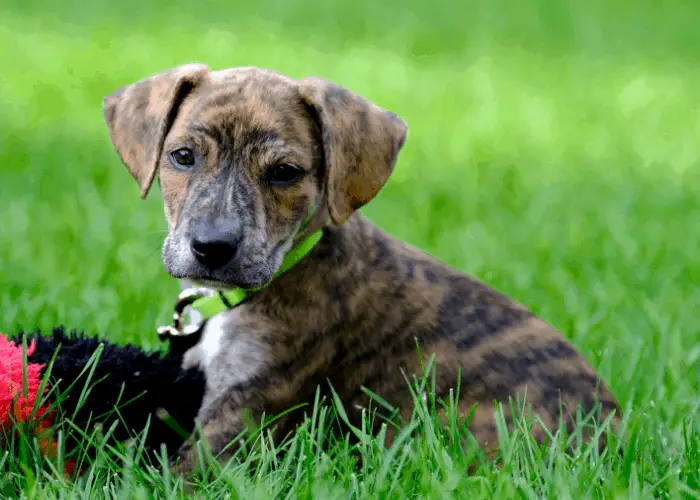 43 Popular United States Dog Breeds 30 Mountain Cur puppy playing on the green grass
