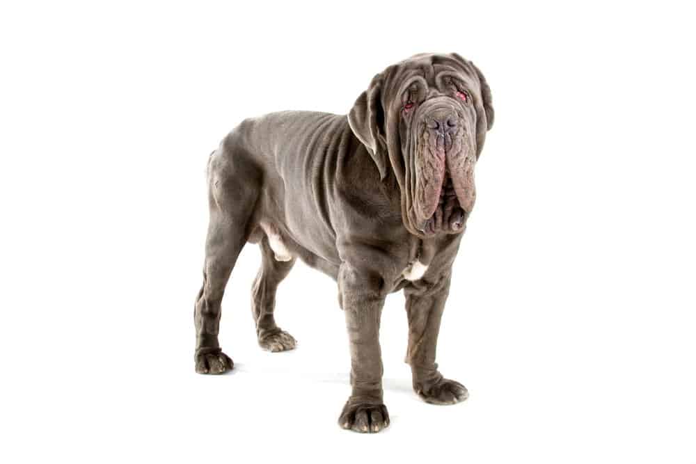 13 Amazingly Unique Italian Dog Breeds (FAMOUS ITALIAN DOGS) 18 Neopolitan Mastiff Photographed against a white background
