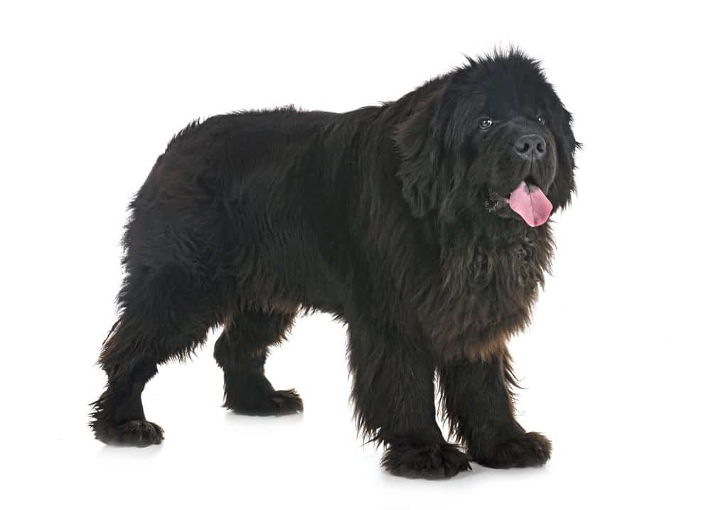 Newfoundland dog in front of white background