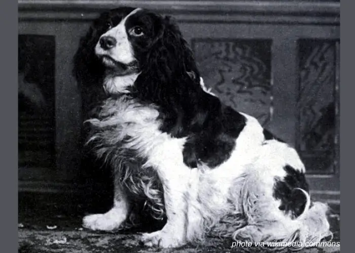 65 British Dog Breeds 31 Norfolk Spaniel vintage photo