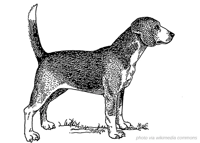 65 British Dog Breeds 33 North Country Beagle vintage drawing