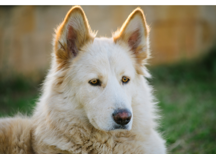 21 Dogs That Look Like German Shepherds: The K9 Doppelgängers 25 Northern Inuit Dog close up photo