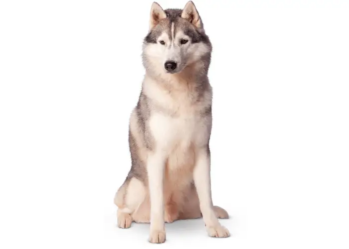 Northern Inuit Dog image on white background