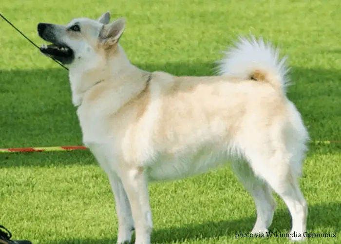 7 Tenacious Norwegian Dog Breeds (ALL DOGS FROM NORWAY) 8 Norwegian Buhund standing on the lawn and looking up