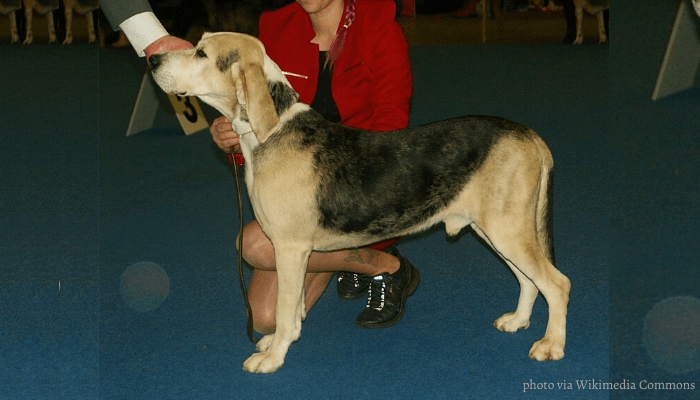 Norwegian hound in a dog show